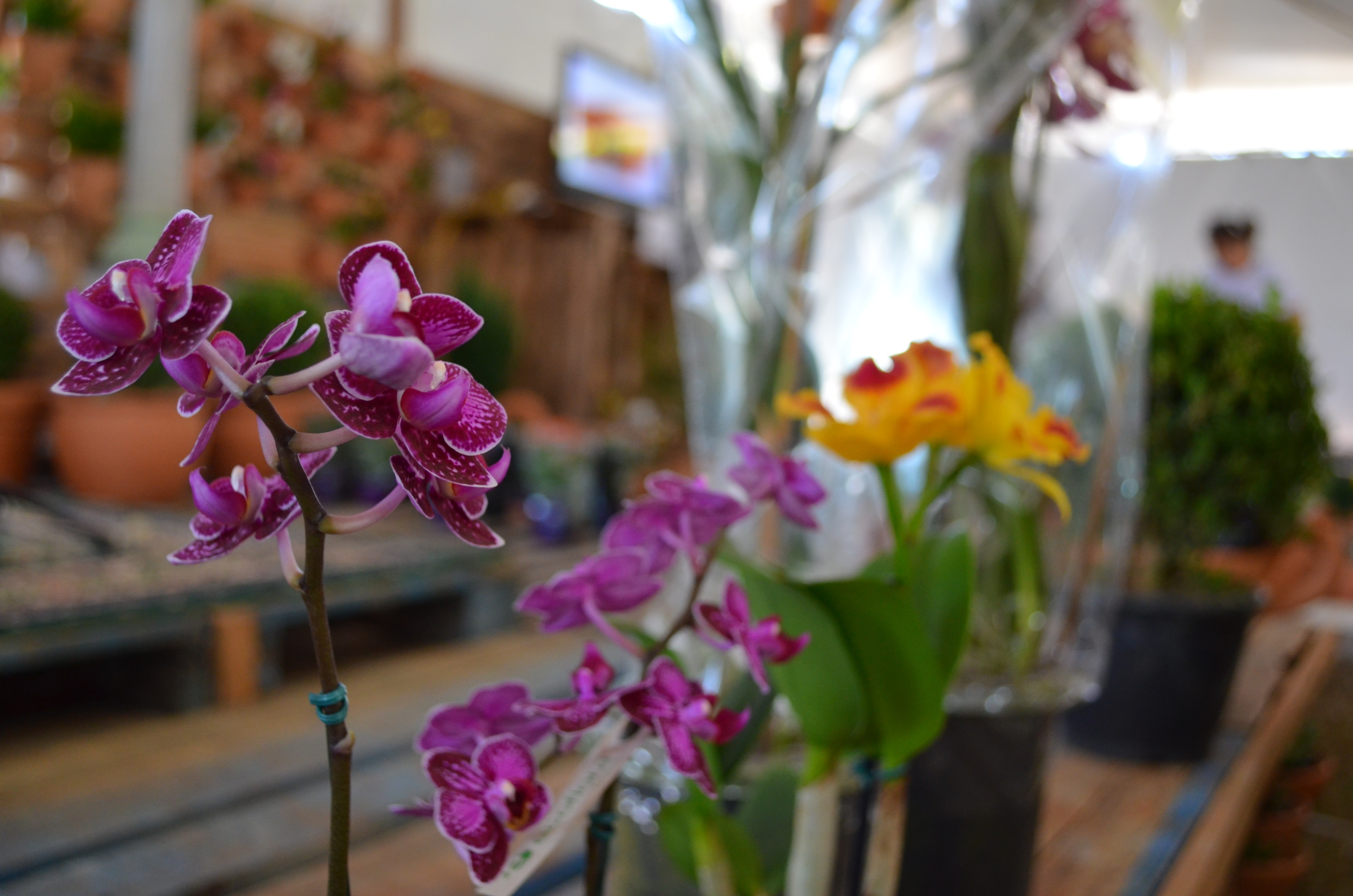 Com mais de 150 espécies de flores e plantas, Feira de Holambra é realizada em Juiz de Fora