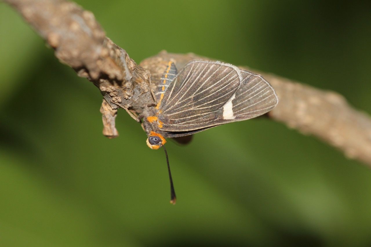 Borboleta Melanis caatingensis celebra 10 anos de descoberta; saiba a importância da espécie