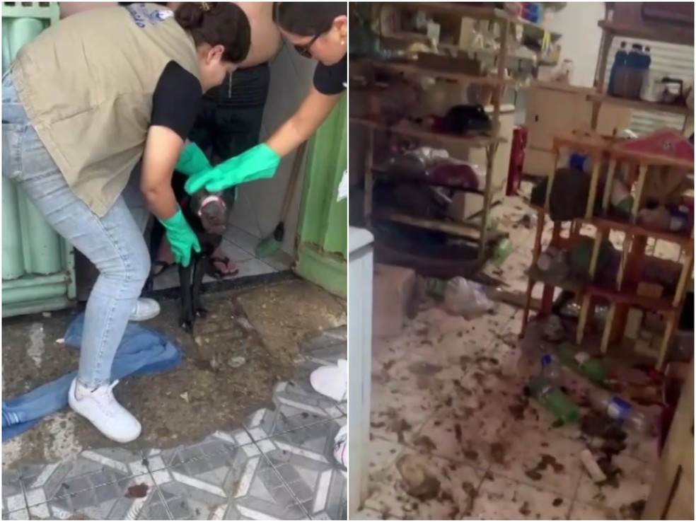 Animais estavam em condições de maus-tratos em residência em Mossoró — Foto: Reprodução/Inter TV Cabugi