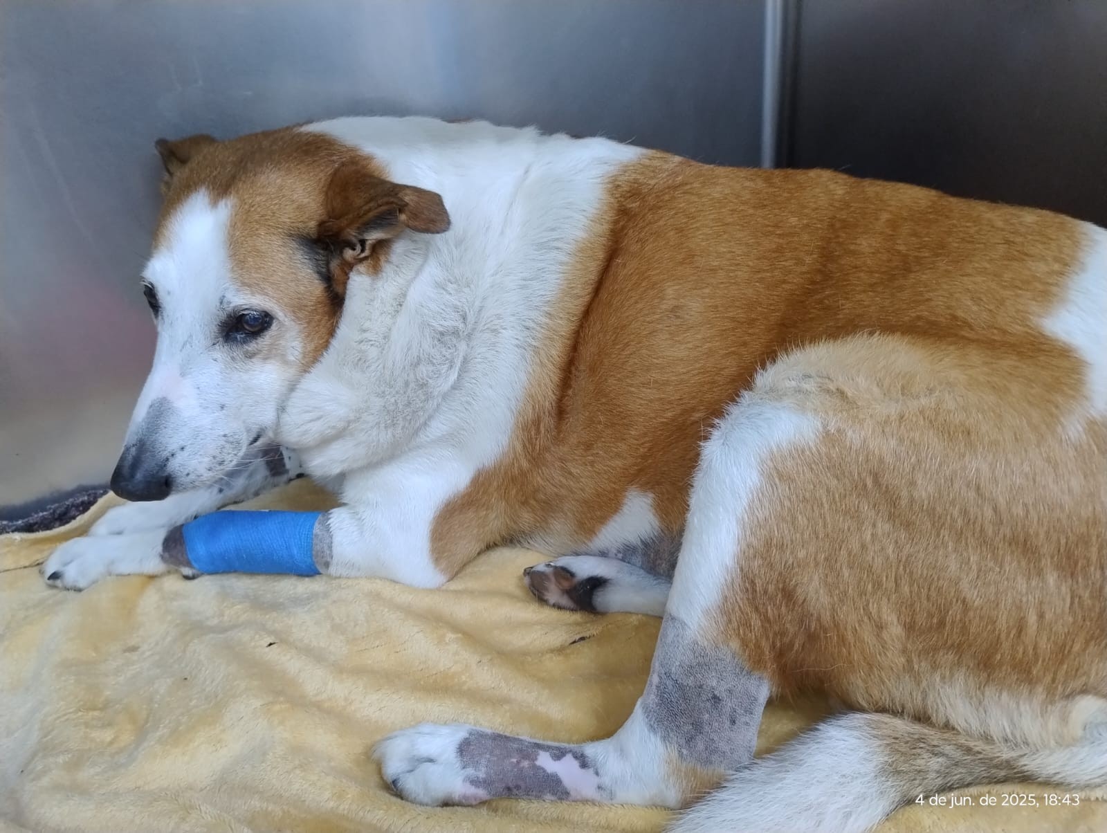 Cão Silveira da UFSM, celebridade de 4 patas que faz sucesso na internet, é hospitalizado e passa por cirurgia