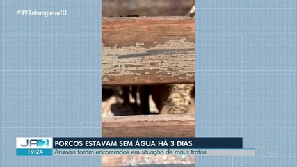 Porcos são encontrados em situação de maus tratos no interior do Tocantins