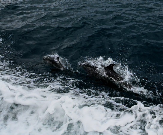 VÍDEO: Golfinhos são vistos acompanhando embarcação no mar da Ilha Grande