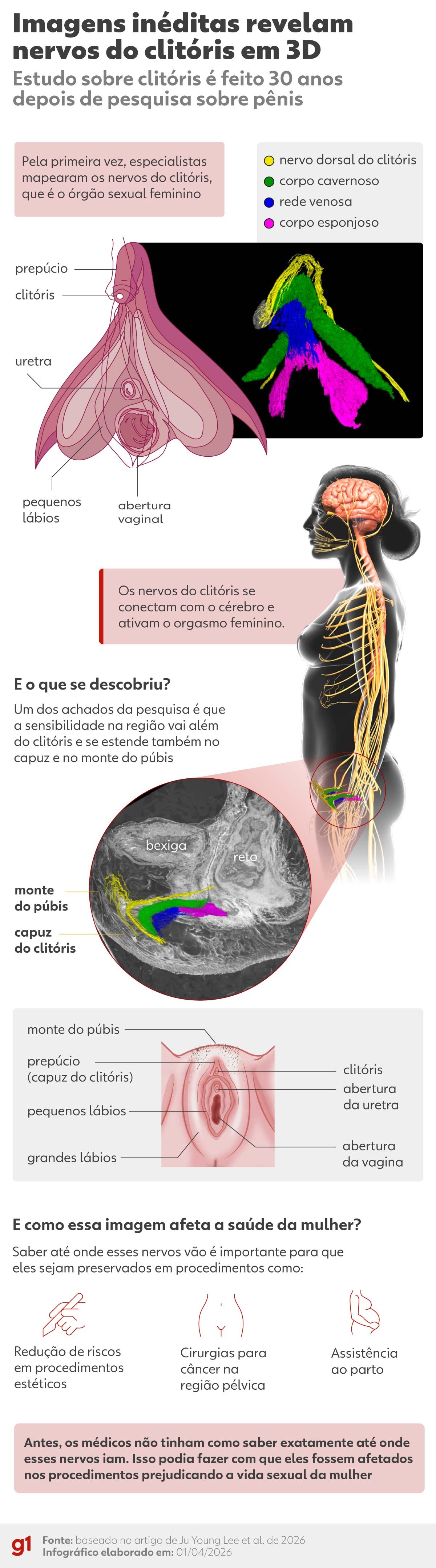 clit-ris-mapeado-em-3d-pela-1-vez-e-imagem-corrige-erro-hist-rico-g1