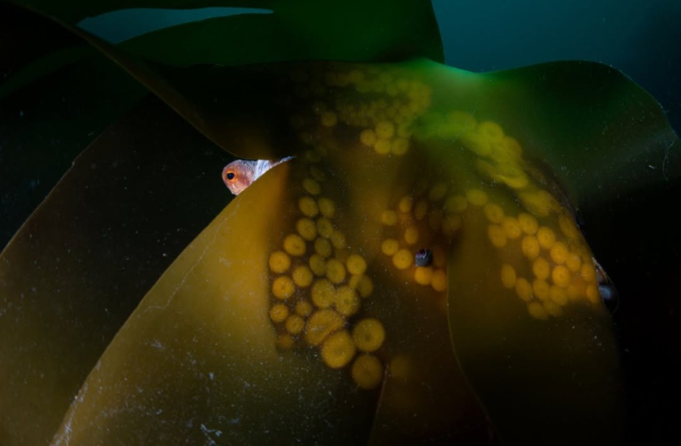 Aaron Sanders venceu a categoria Retratos de Animais com esta imagem de um polvo comum atrás de algumas algas marinhas — Foto: Aaron Sanders
