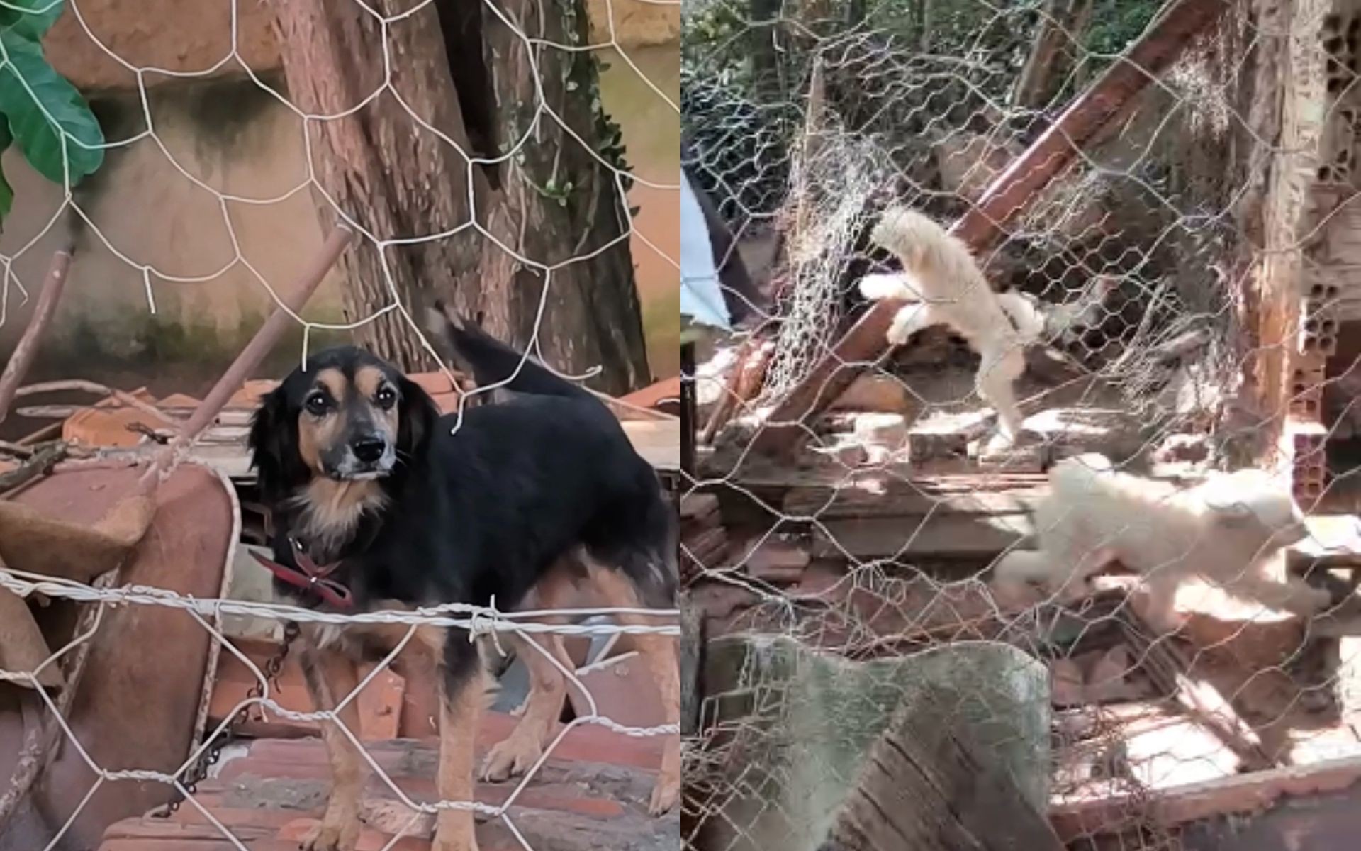 Polícia multa idosa em R$ 3,5 mil suspeita de manter cerca de 100 animais em condições insalubres