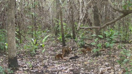 Projeto 'Tocantins Silvestre' do IFTO monitora a fauna do estado