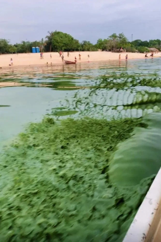 Estudo da Ufopa analisa floração de cianobactérias no rio Tapajós e alerta para riscos à saúde