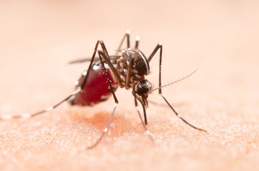 Uberaba tem primeira morte por dengue confirmada; caso é o quarto no Triângulo Mineiro