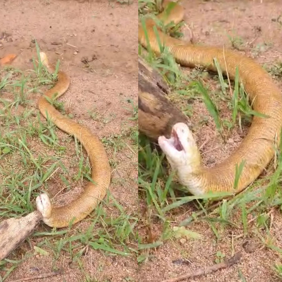 Conheça a 'cobra-de-duas-cabeças', animal que anda em duas direções e passa quase toda a vida escondido