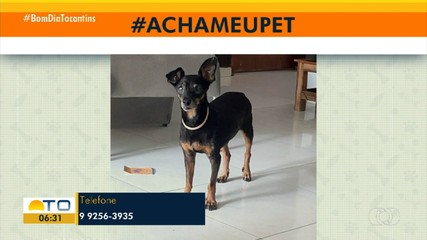 Tutores pedem ajuda para encontrar cachorrinho de estimação desaparecido