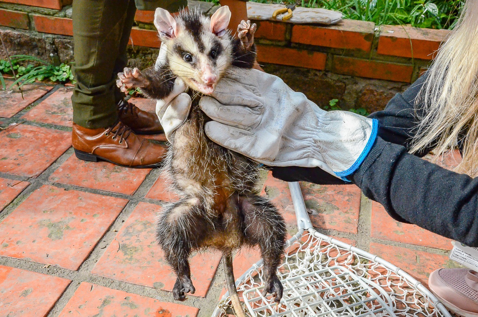 Aumento na presença de gambás em Porto Alegre: saiba como agir ao encontrar com o animal