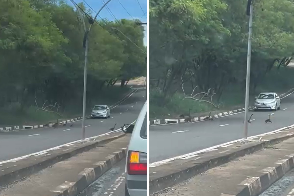 VÍDEO: família de quatis 'para o trânsito' ao atravessar avenida em Presidente Prudente