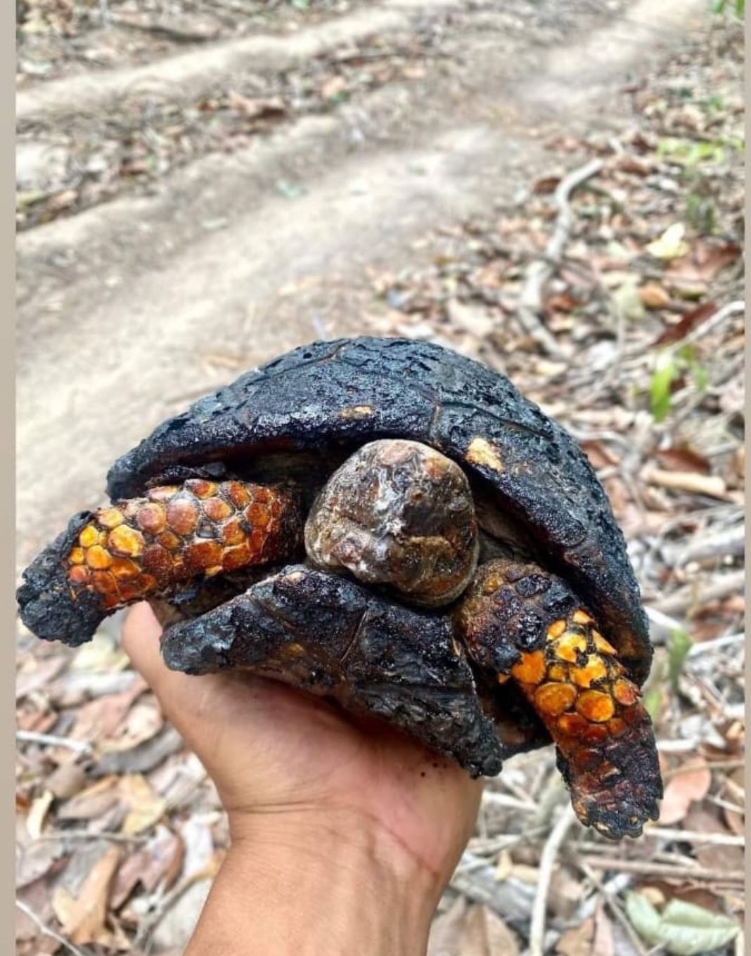 Incêndio na TI Mãe Maria destrói plantações e causa morte de animais, no Pará