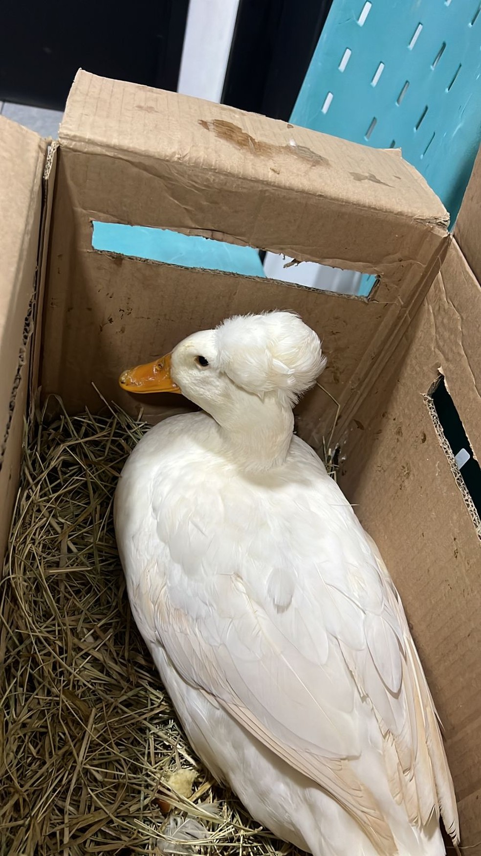 Nome da pata de estimação será escolhido por seguidores, contou Julia ao g1 — Foto: Julia Olympio/Arquivo Pessoal