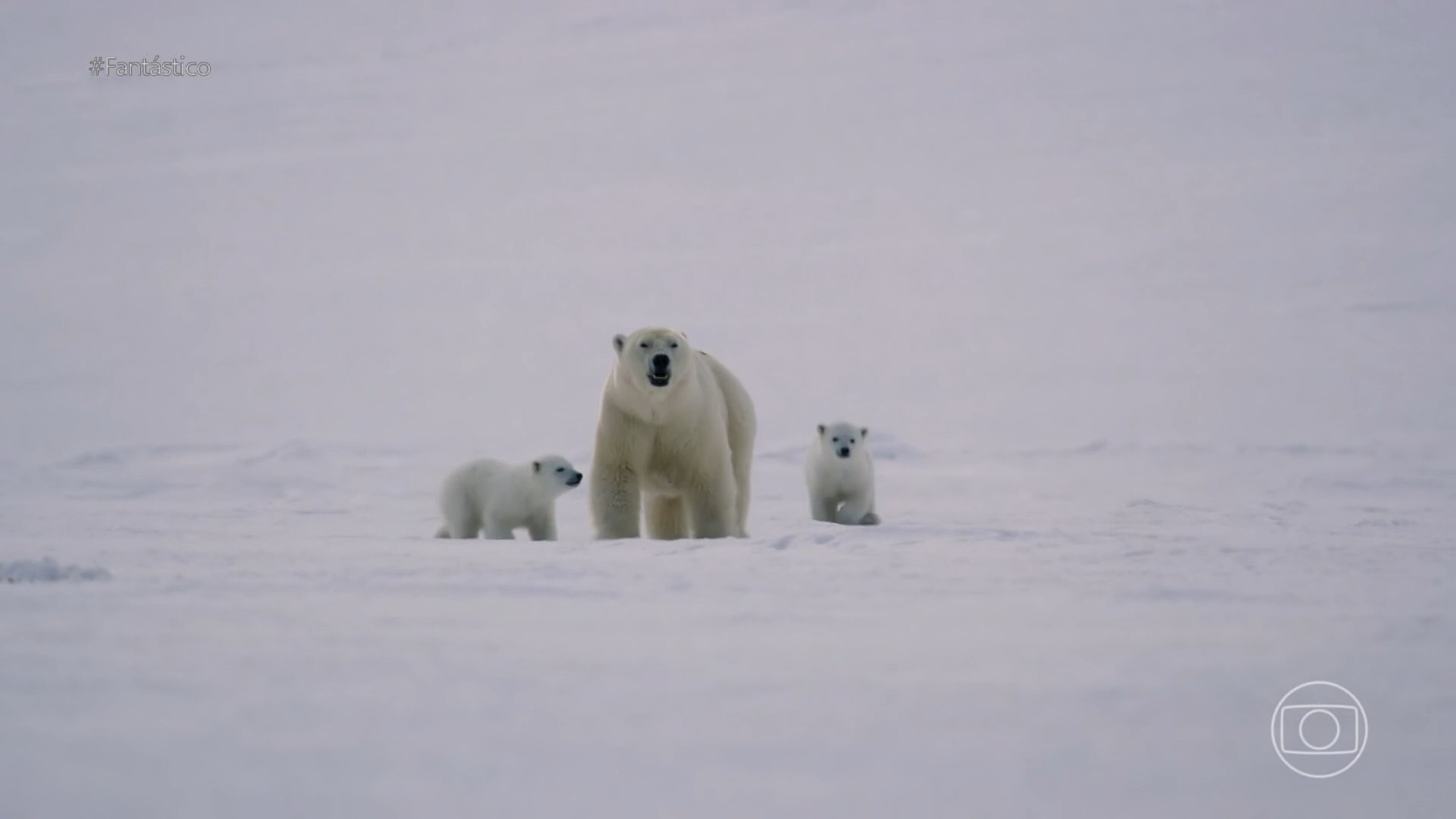 'Planeta Gelado': a importância do gelo na alimentação dos ursos polares e o risco do aquecimento global para sobrevivência desses bichos