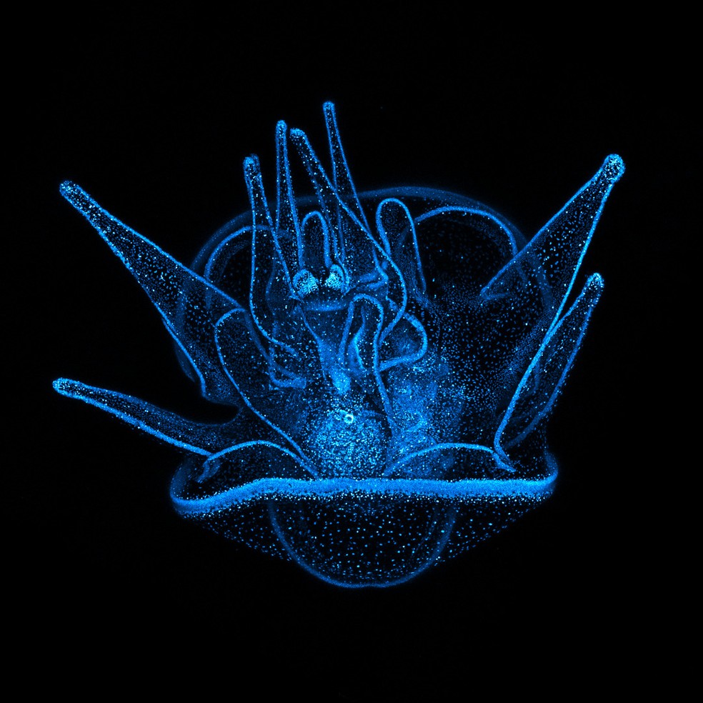11º lugar: Larva de ouriço-do-mar com 20 dias aparece com os núcleos das células destacados em azul. — Foto: Svenja Carolin Kling/Nikon Small World