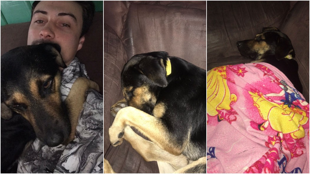 Tutor de cão que abraçou perna de veterinária no RS está à procura de outra cadela desaparecida