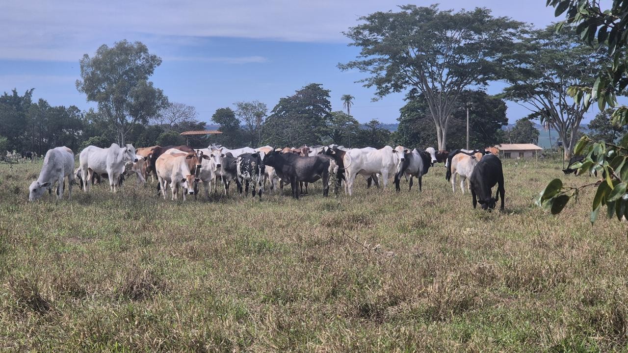 Investigação encontra gado furtado e prende em flagrante sitiante suspeito de receptação em Estrela do Norte