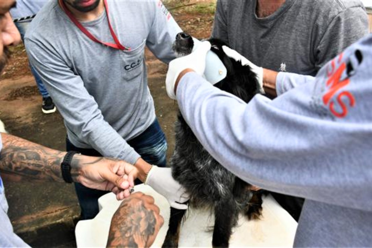 Distritos de Presidente Prudente recebem serviços gratuitos para cães e gatos a partir de setembro; veja cronograma