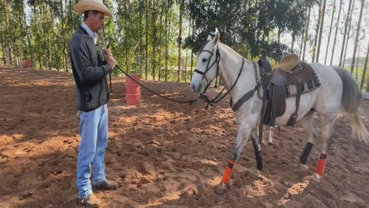 Cavalo também pode ser canhoto ou destro - Observação cuidadosa da lateralidade, termo usado para indicar o lado dominante, pode até evitar tombos e lesões, tanto para o cavalo quanto para o cavaleiro.