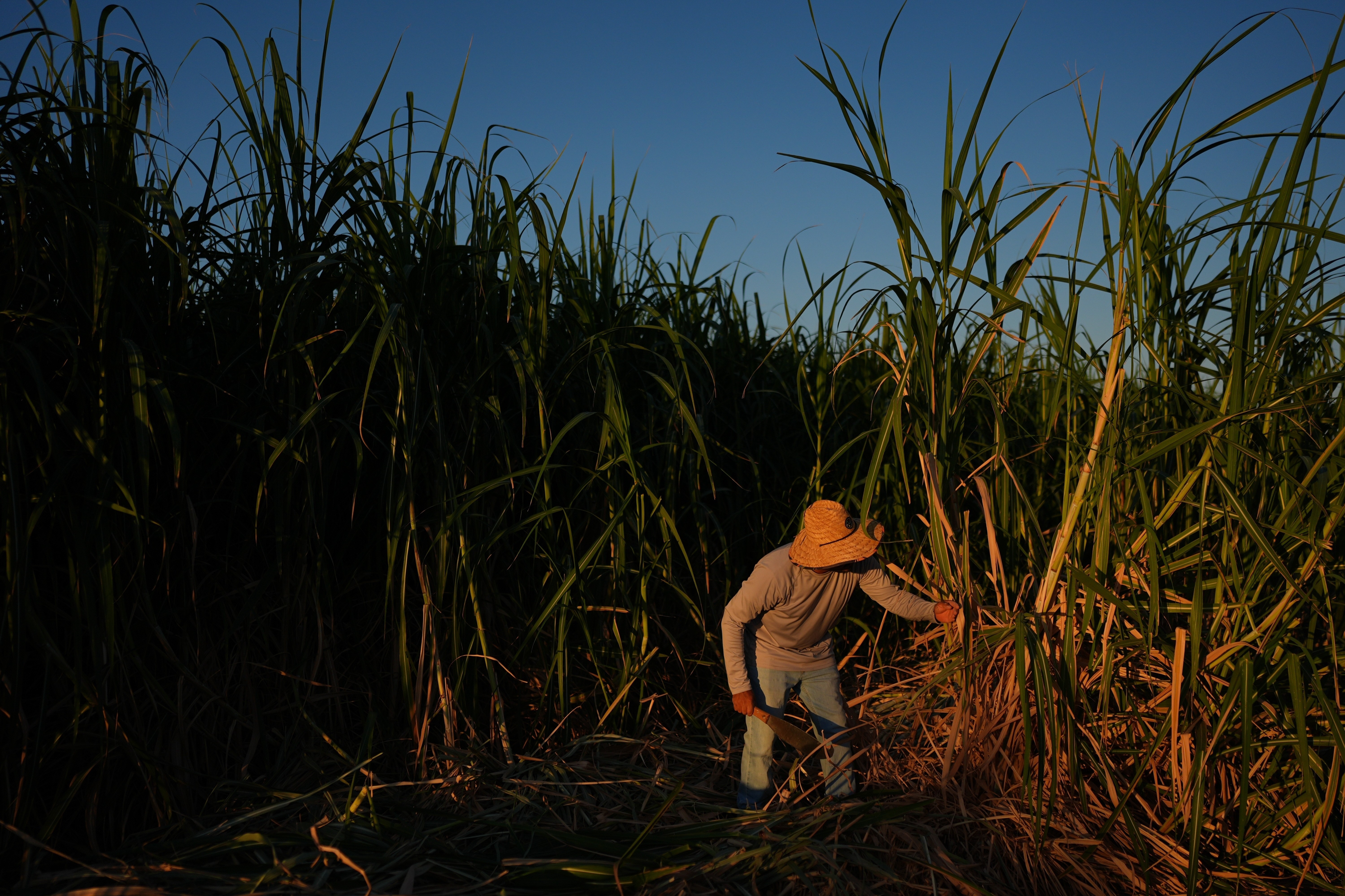 Pesquisadores mapeiam o calor extremo no interior da Califórnia para proteger trabalhadores rurais