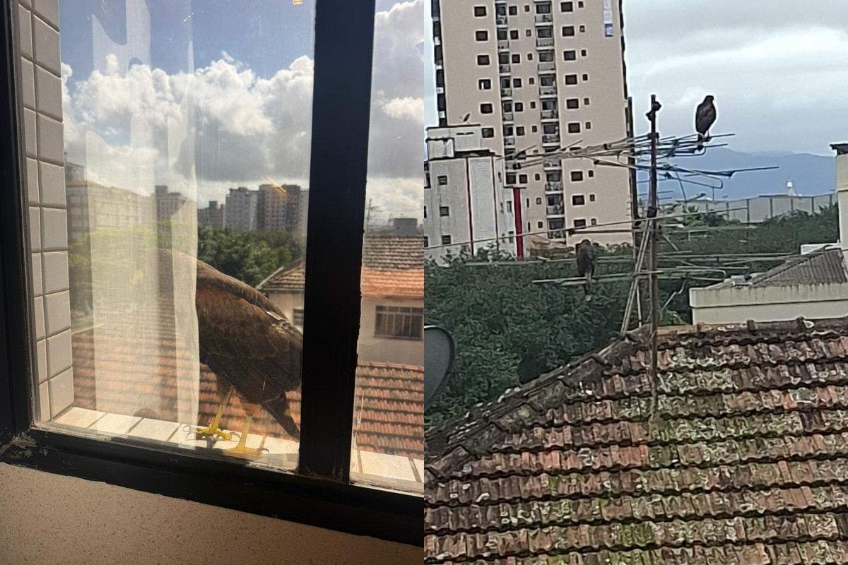 Gaviões aparecem diariamente na janela de escritório em Santos: 'surpreendente'; VÍDEO