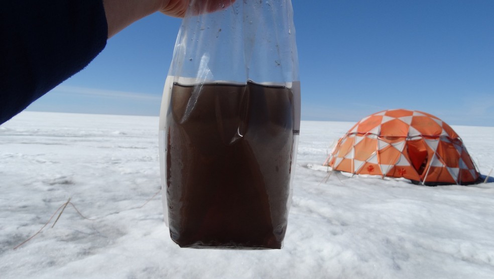 Uma das amostras onde os pesquisadores encontraram os vírus gigantes. À primeira vista, parece só água suja, mas o saco está cheio de microorganismos, sendo um deles as algas do gelo que escurecem. — Foto: Laura Perini