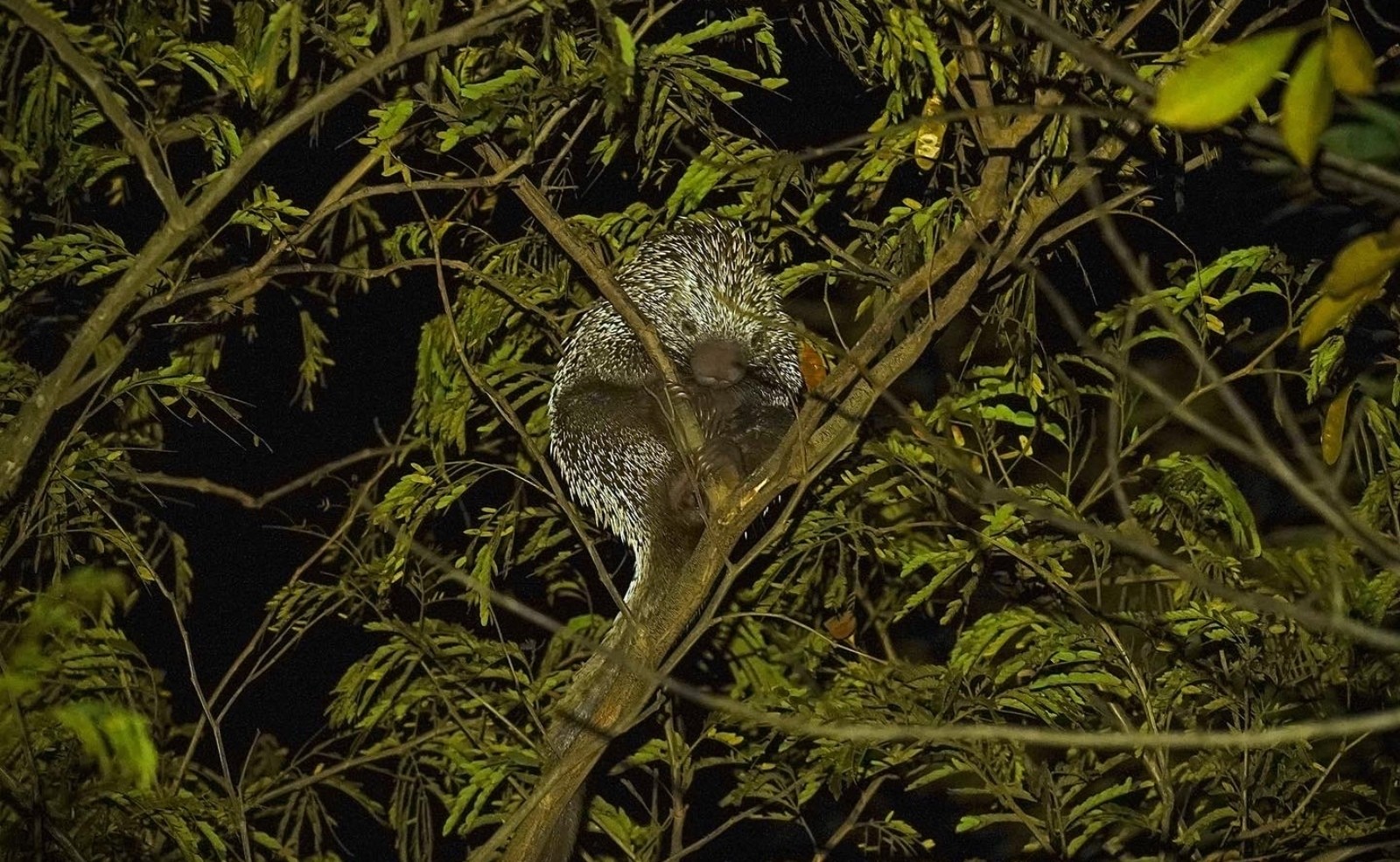 Cientistas usam ‘drones termais’ e encontram animais noturnos até 20 vezes mais rápido; veja vídeo