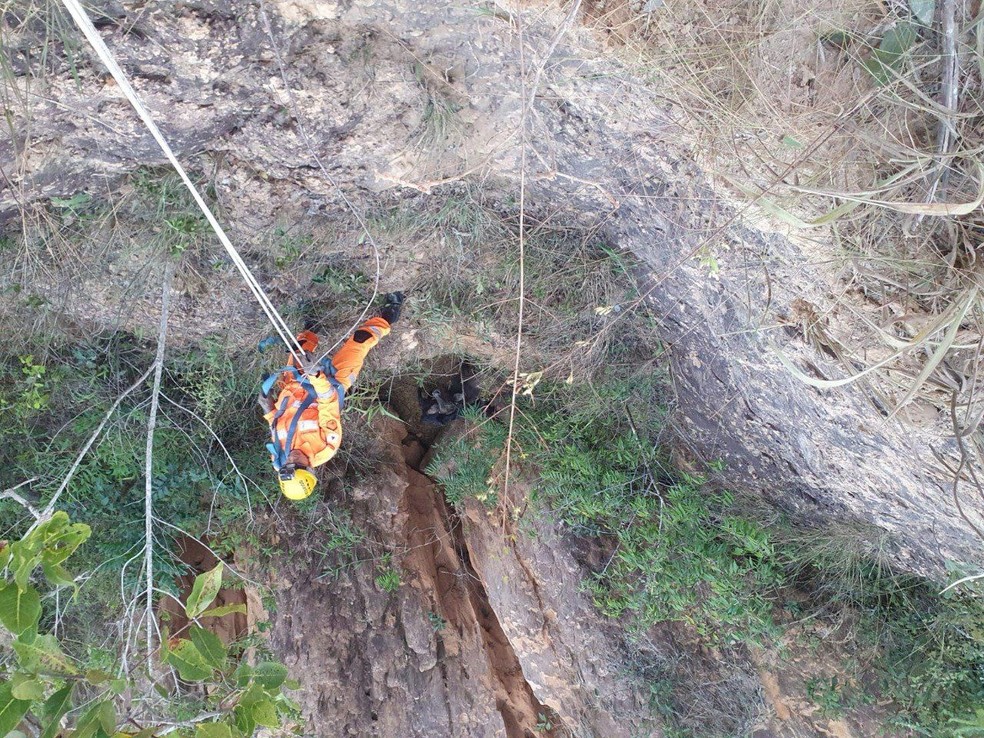 Animais caíram em ribanceira de 15 metros em Formiga — Foto: Corpo de Bombeiros/Divulgação