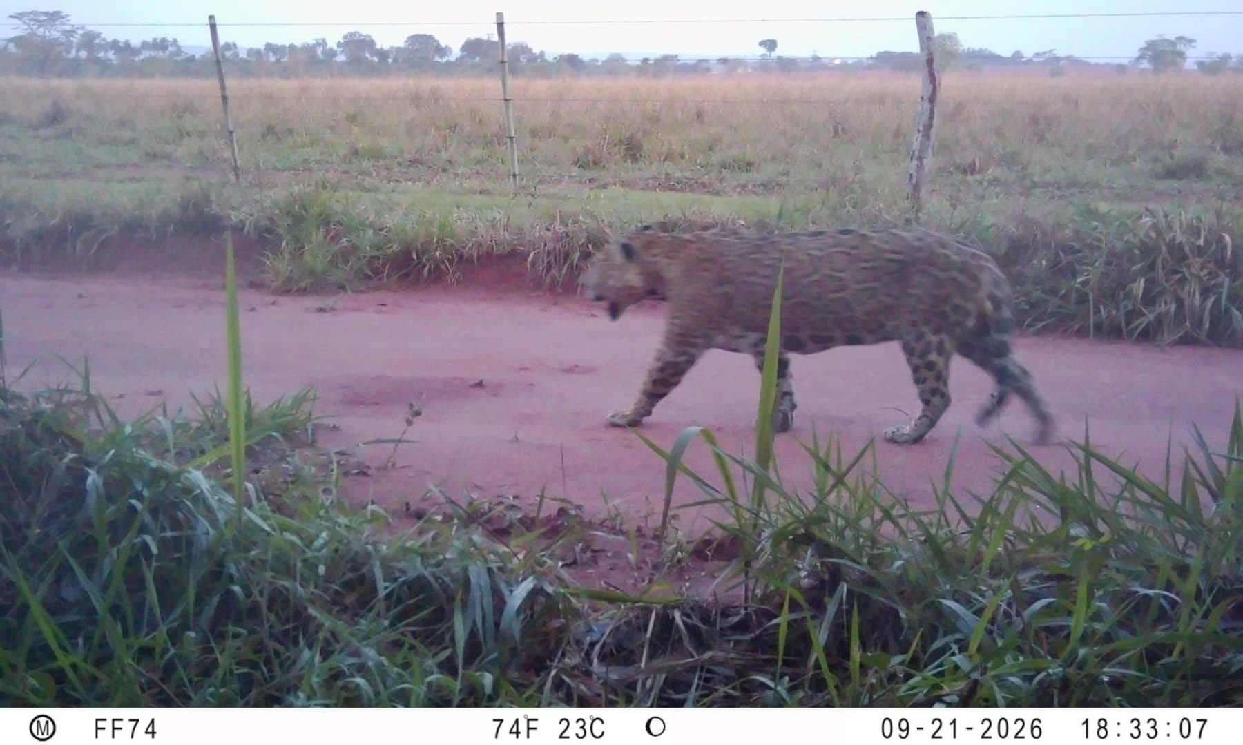 Conheça Theodoro, onça-pintada monitorada há 5 anos que mobilizou resgate de 3h no interior de SP