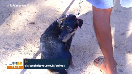 Mutirão gratuito de castração está disponível para animais de Taquaralto