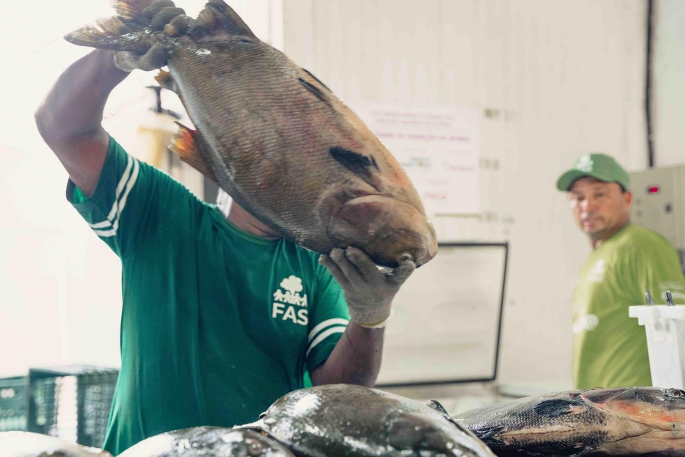 Feira do Tambaqui movimenta 9 toneladas de pescado sustentável em Manaus — Foto: Divulgação