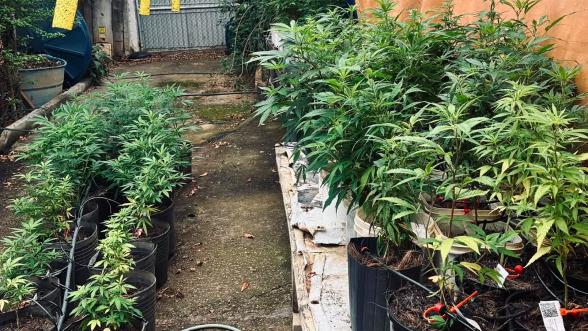 PM descobre laboratório clandestino e apreende mais de 500 pés de maconha em Itupeva