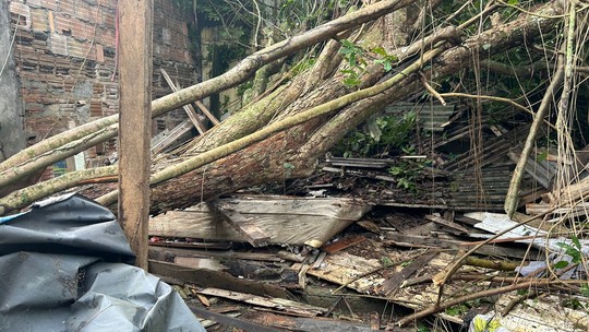 Árvore cai sobre casa de madeira e homem que dormia no local morre em Manaus - Foto: (Jucélio Paiva/Rede Amazônica)