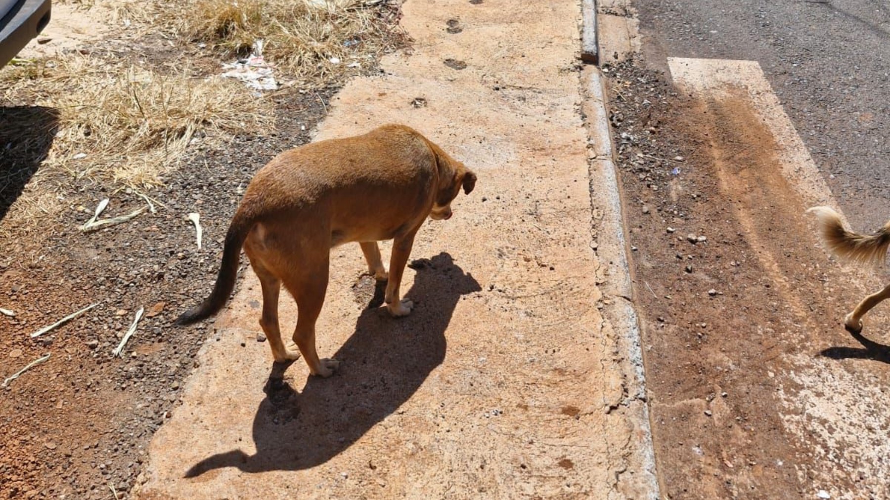 VÍDEO: Homem filmado jogando cachorro em riacho é indiciado por maus-tratos no Paraná