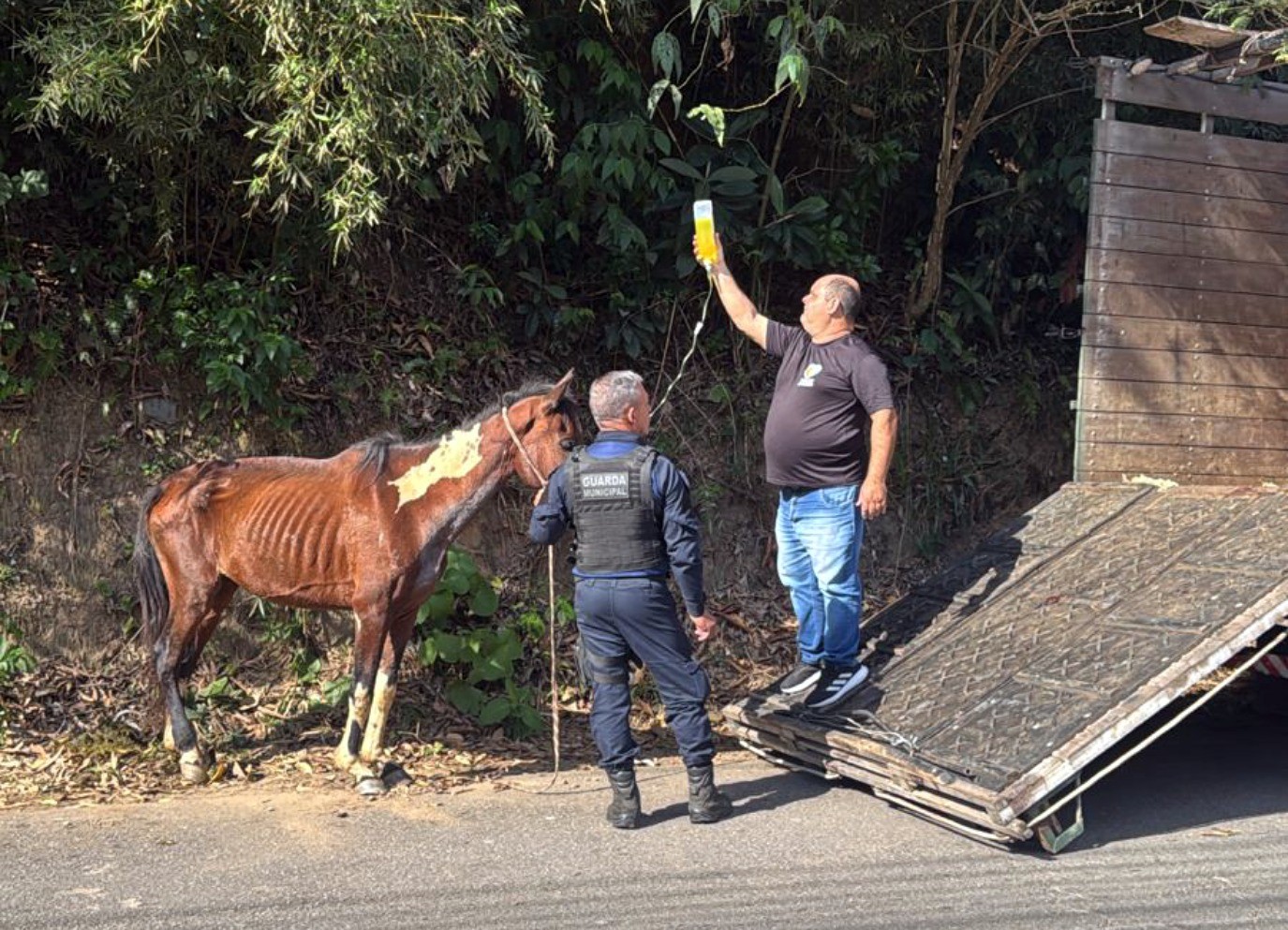 Égua é resgatada em situação de abandono em Volta Redonda