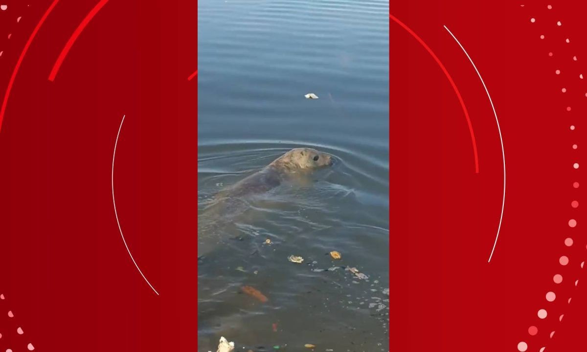 VÍDEO: elefante-marinho é visto em praias de Salvador