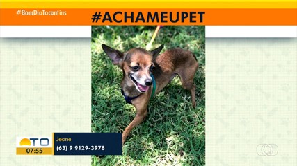 Acha Meu Pet: tutora pede ajuda para encontrar seu cachorro Basculho