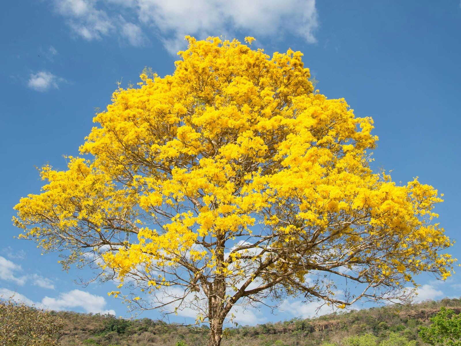 Cerrado do Tocantins floresce em meio à seca e transforma paisagem de Palmas; entenda