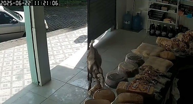 Bode invade padaria e foge com pacote de torradas em Petrópolis