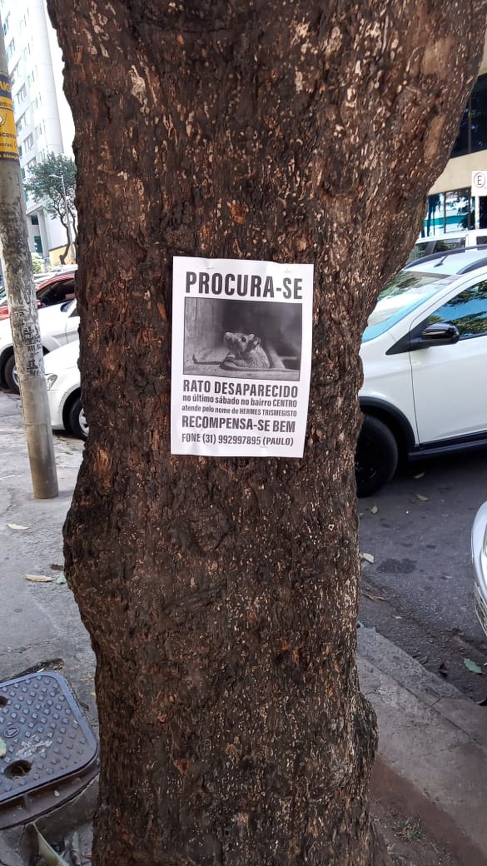 Foto alimentando os pombos na Praça de São Marcos - Imagens Grátis Para  Imprimir - img 8129