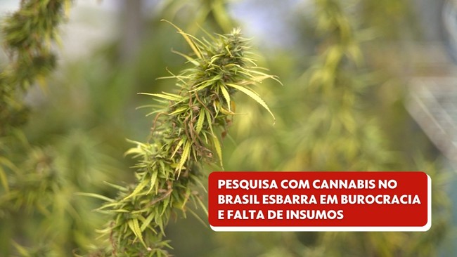 Pesquisa com cannabis no Brasil esbarra em burocracia e falta de insumos