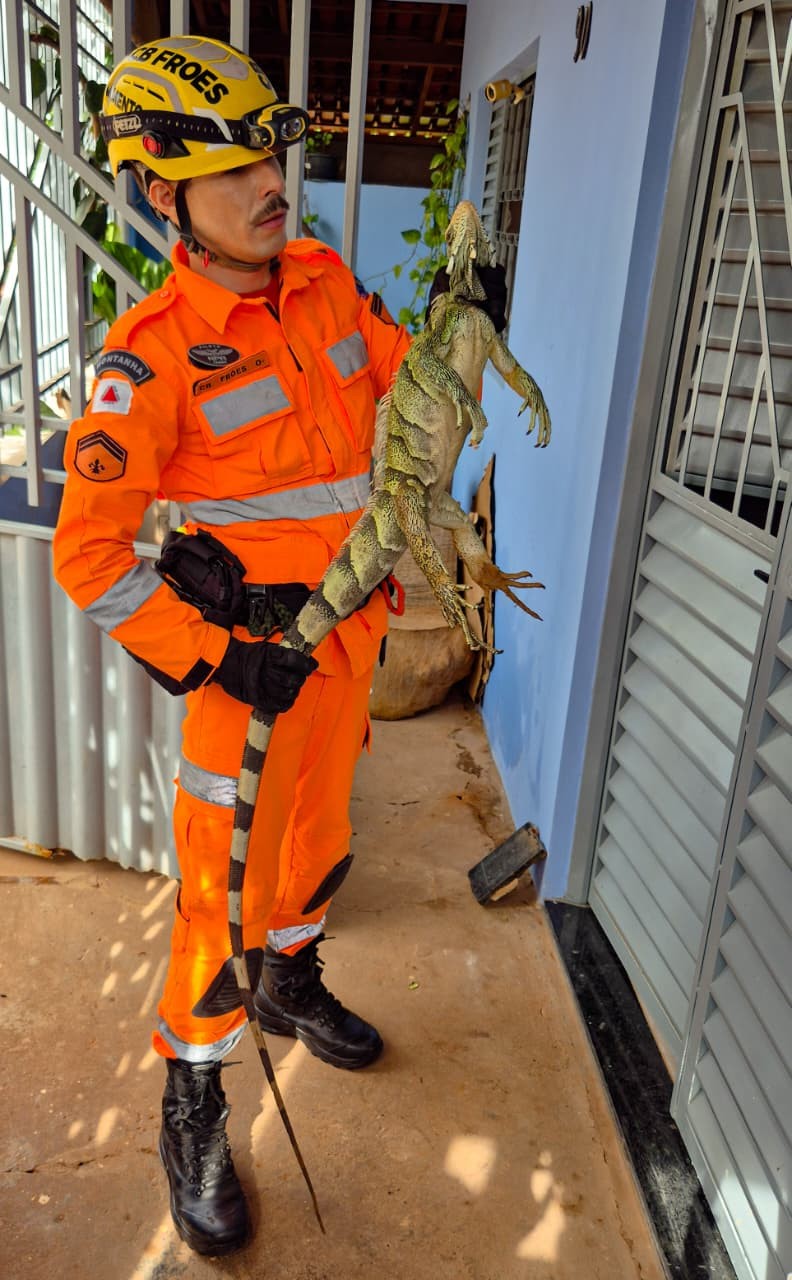 VÍDEO: Surpreendida por iguana de 1,8 m no portão de casa, mulher liga assustada para os Bombeiros em MG