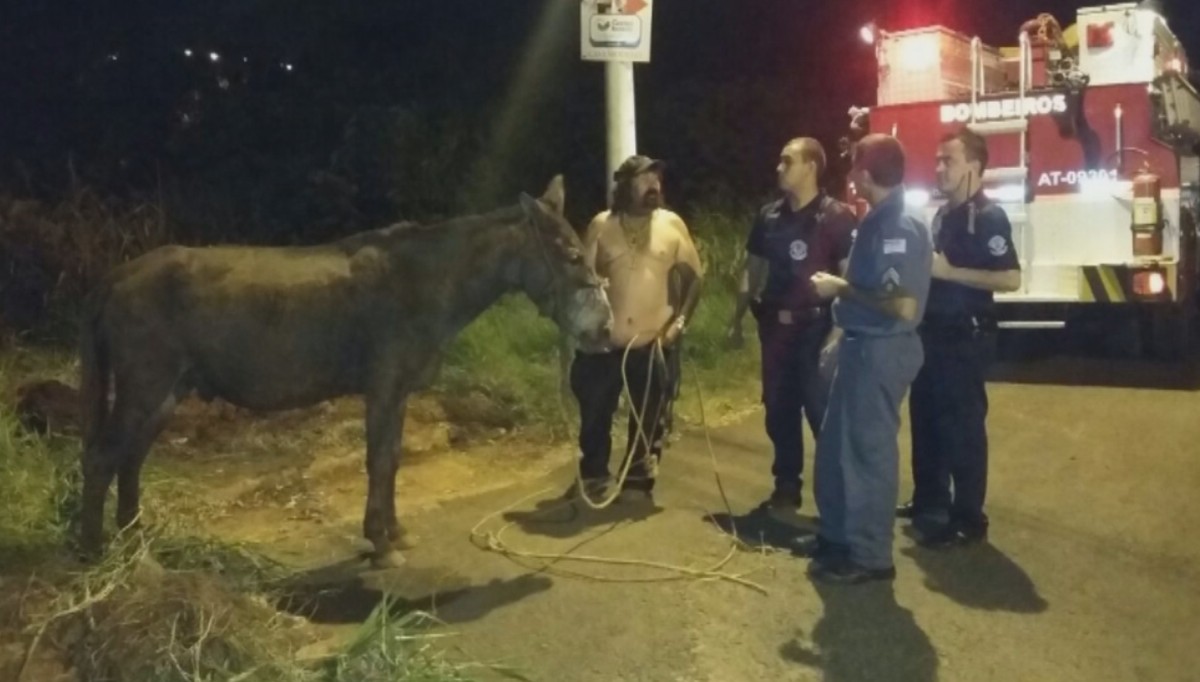 Em Anápolis, bombeiros resgatam cavalo preso em mata-burro