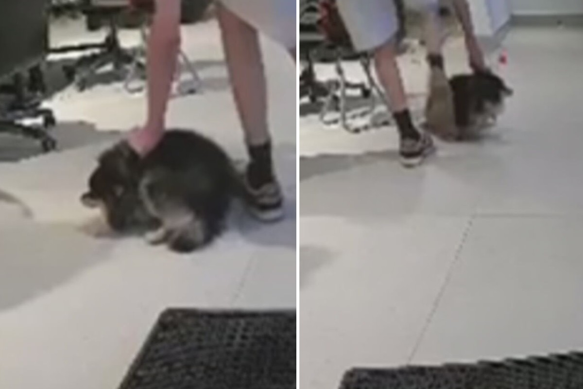 VÍDEO: prestador de serviço é flagrado agredindo cadela com tapas e chutes no interior de SP