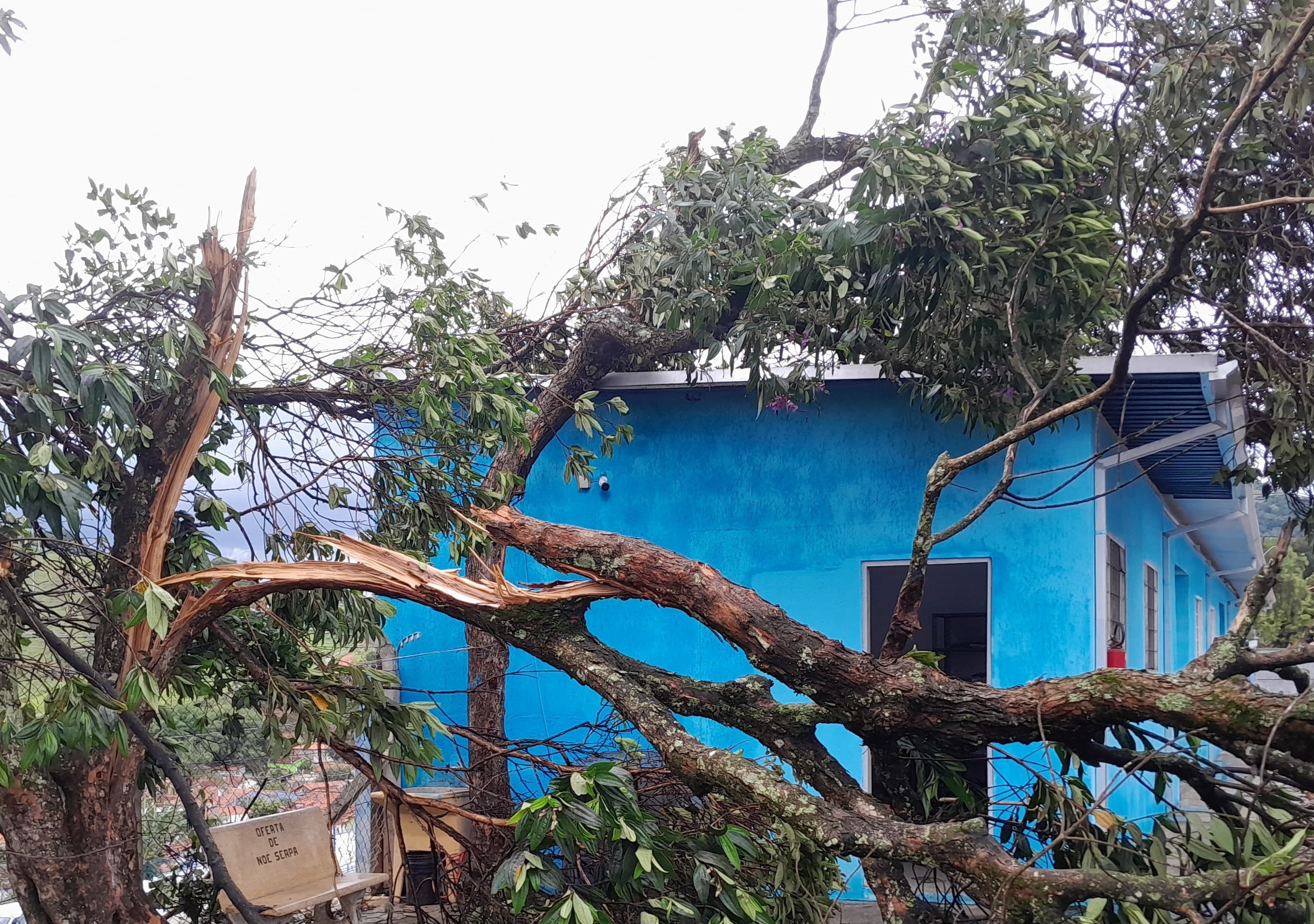 Chuva com ventos destelha casas e derruba mais de 30 árvores em Brazópolis; Cambuí tem ruas alagadas