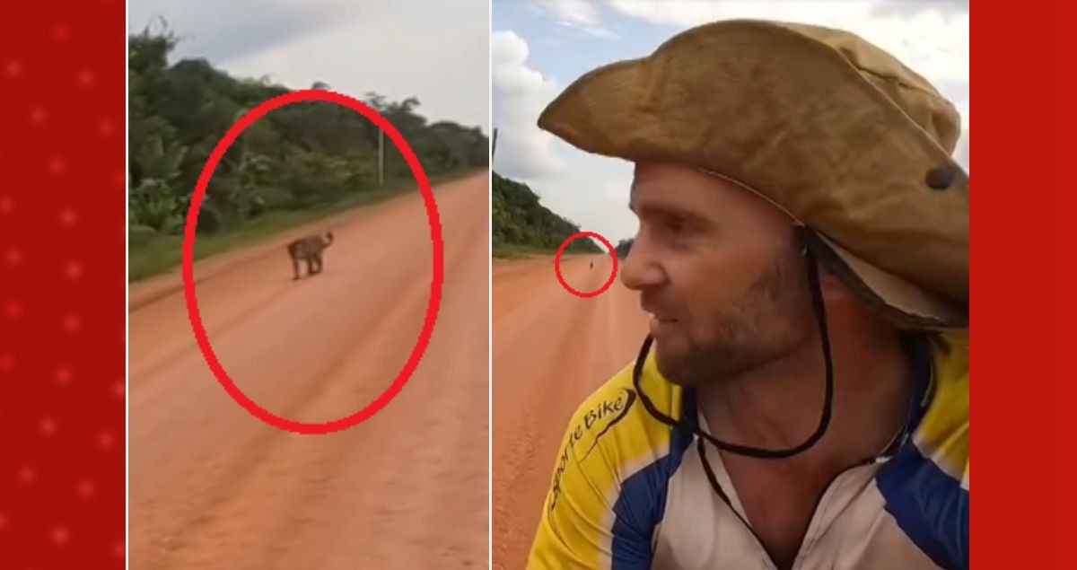 VÍDEO: ciclista bielorrusso dá de cara e enfrenta onça-pintada na BR-319, no AM