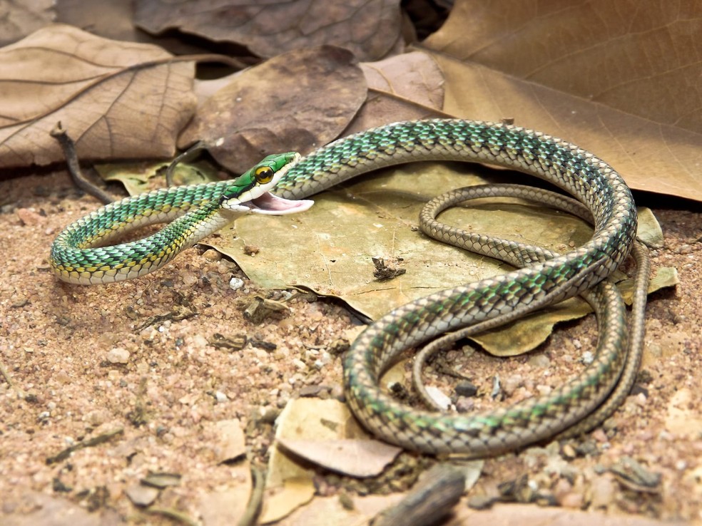 Descoberta nova espécie de serpente na Caatinga — CAPES