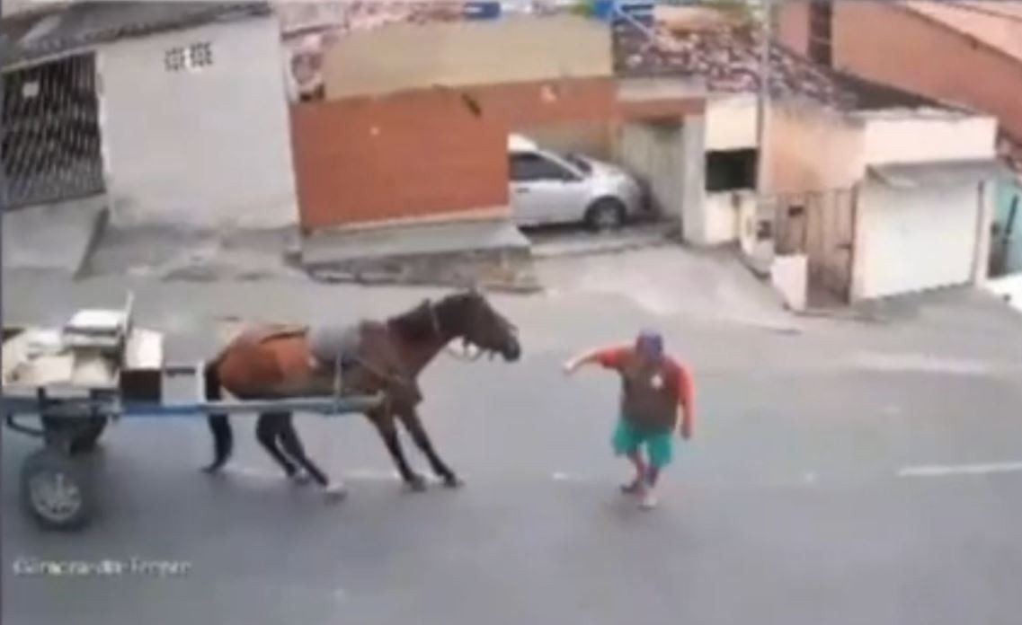 Cavalo que se acidentou por não suportar peso de carroça na PB sofreu lesão no pescoço e não vai ser sacrificado 