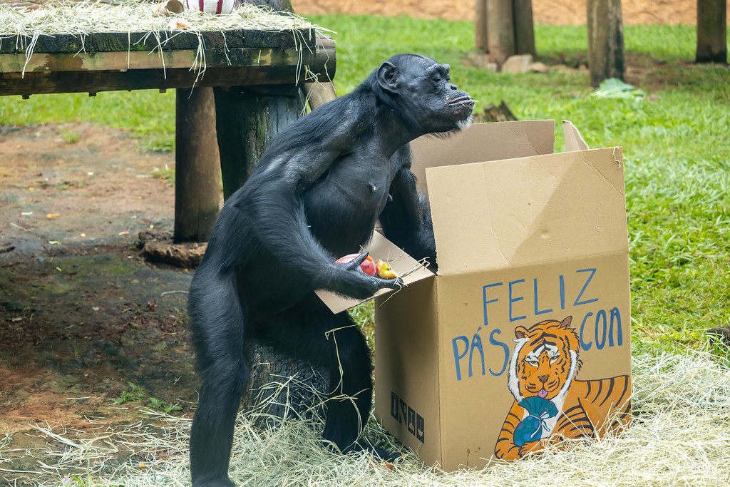 Leões, tigres e suricatas ganham 'ovos' de Páscoa no Simba Safari e no Zoo de SP; FOTOS